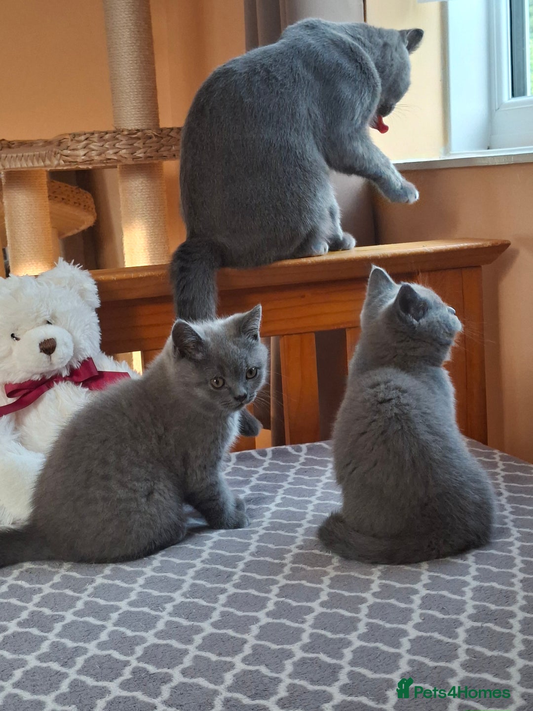 British Shorthair cats for sale: Pedigree British BSH girl for sale. Last one! - Image 5