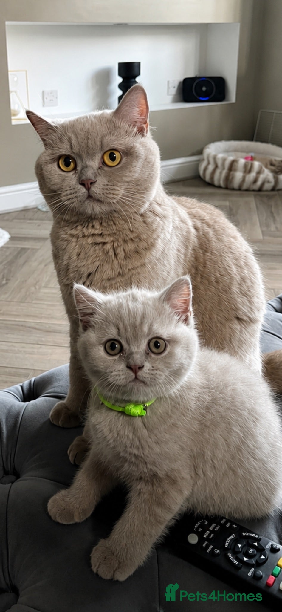 British Shorthair cats Beautiful lilac British short hair kittens - Advert 14