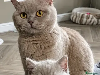 British Shorthair cats Beautiful lilac British short hair kittens - Advert 3