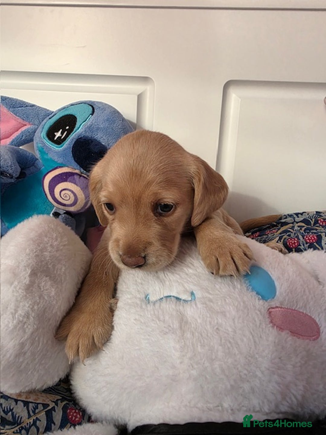 Mixed Breed dogs for sale: Cocker Spaniel Puppies – 4 Weeks Old - reserve now - Advert 6