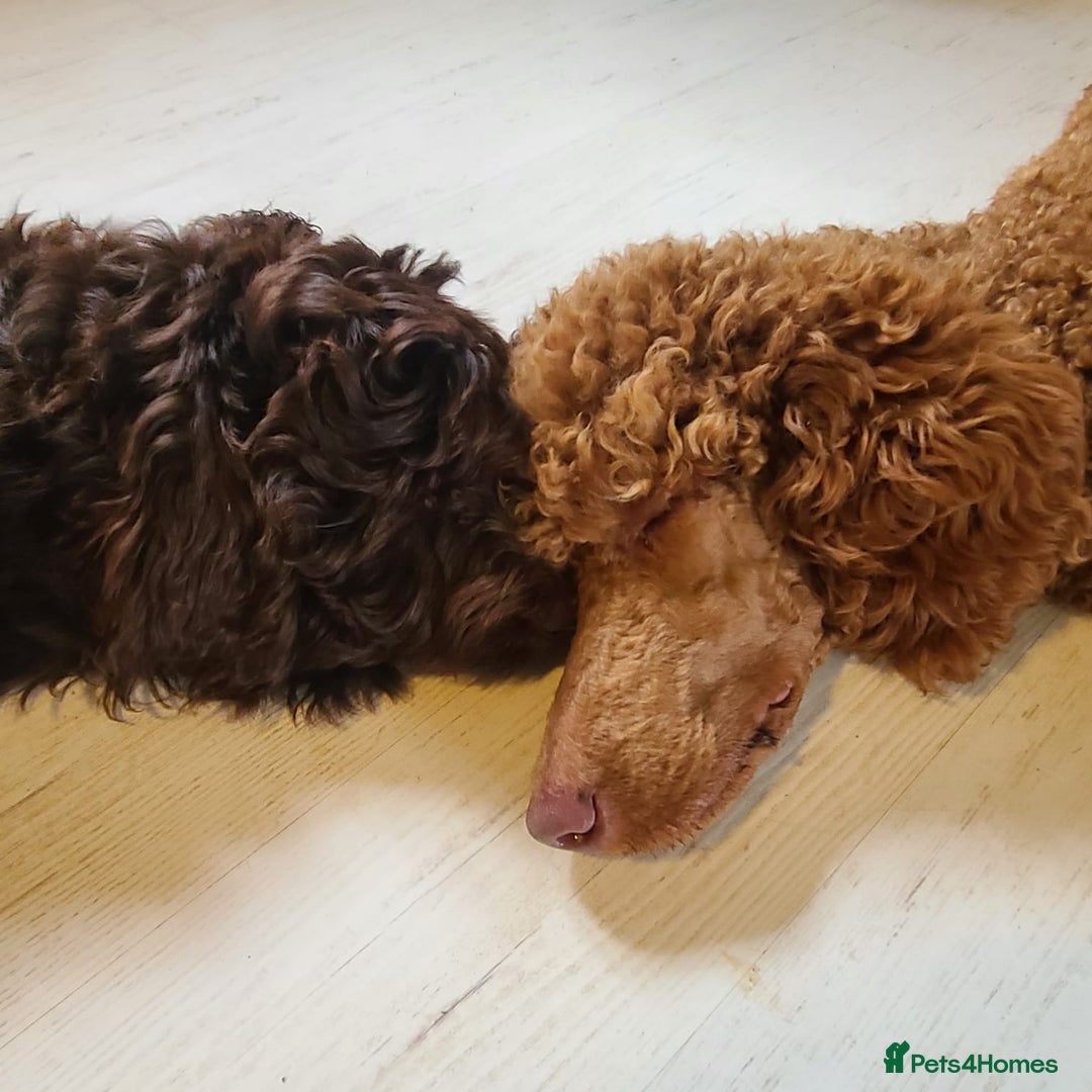 Sproodle dogs for sale: F1 Chocolate Spoodle Puppy - Girl - Image 7