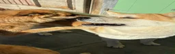Saarloos Wolfdog dogs for sale: Stunning Low Content Wolfdog  - Advert 4