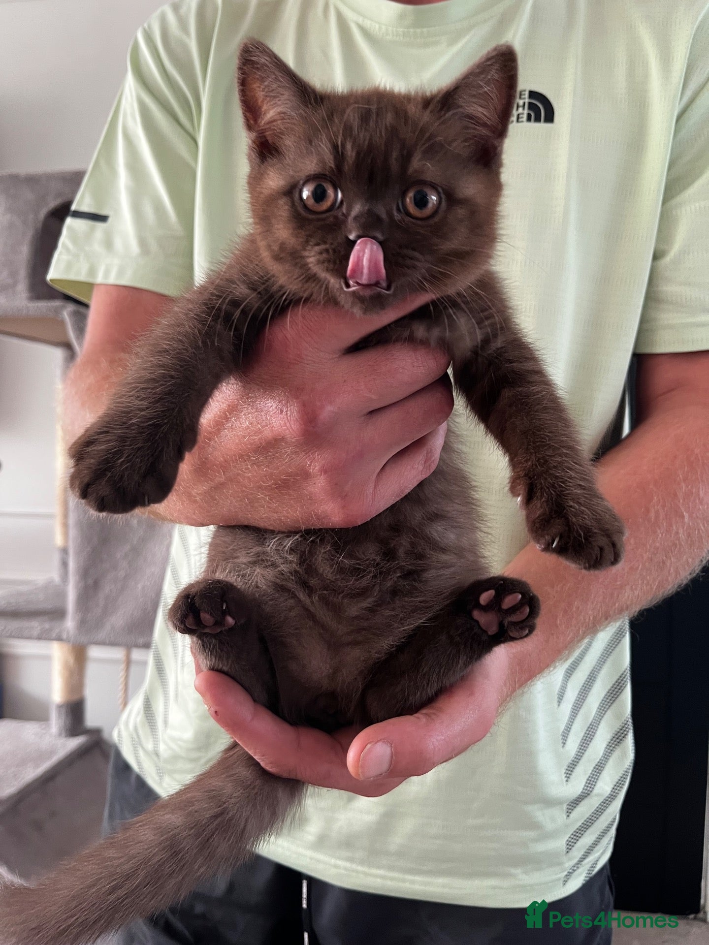British Shorthair cats Chocolate BSH female - Advert 1