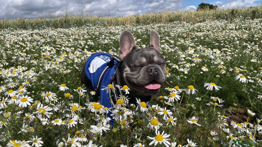 French Bulldog dogs for stud: Dog for stud - Image 4