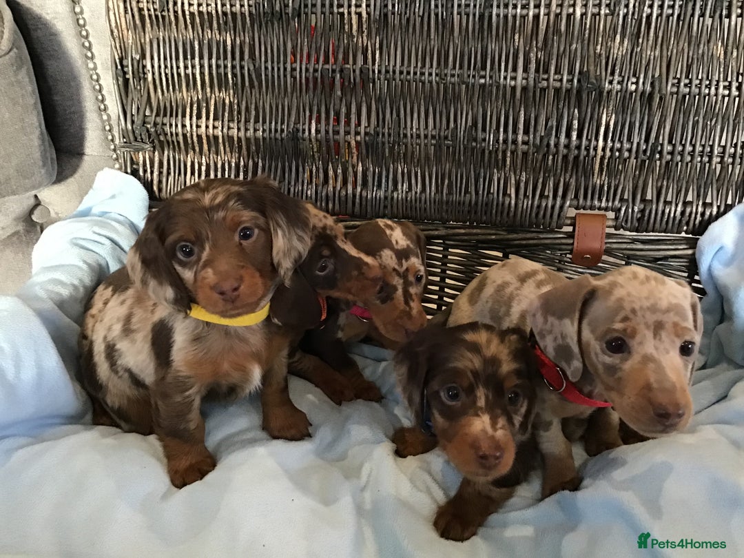 Miniature Dachshund dogs for sale: KC Miniature Dachshund 1 Choc & Isabella Dapple!!! - Advert 1