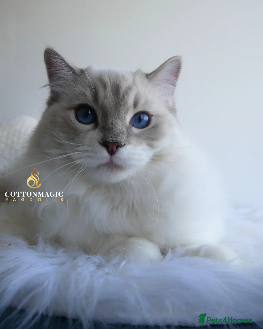 Ragdoll cats for sale: Blue Lynx Bicolor Ragdoll Male Kitten 7 Month old - Advert 12