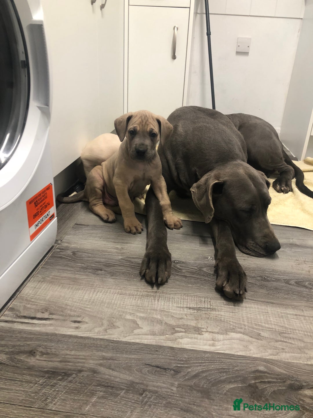 Great Dane dogs for sale: Great Dane puppies waiting list open  - Advert 1
