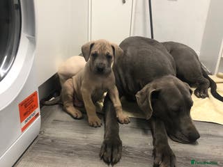 Great Dane dogs Great Dane puppies waiting list open - Advert 1