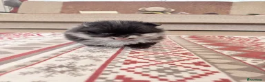 Pomeranian Puppy 5
