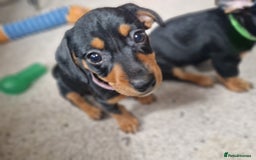 Mixed Breed dogs for sale: Jack russell x miniture dachshund pups in Porth - Image 2