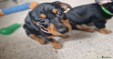 Mixed Breed dogs in Porth - Advert 9