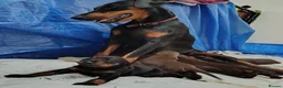 Dobermann dogs for sale: Dobermann puppies - Advert 37