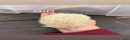 Pygmy Hedgehog rodents for sale: 4 Baby Pygmy Hedgehogs  - Advert 3