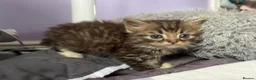 Mixed Breed cats for sale: Fluffy Kittens For Sale in Barry - Advert 11