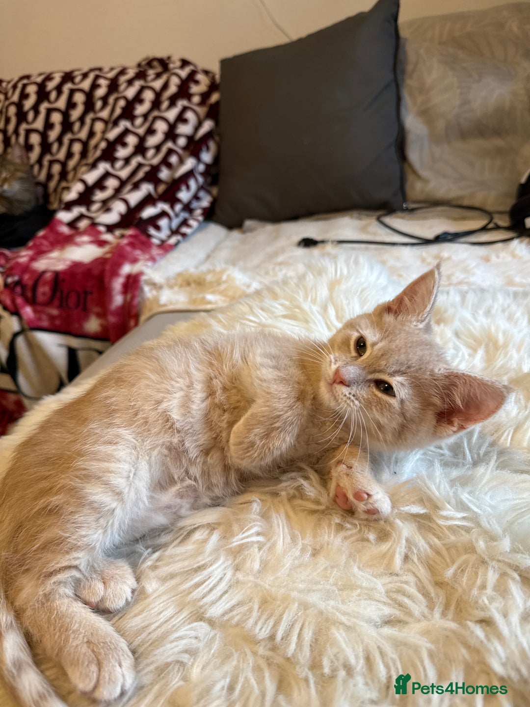 Mixed Breed cats for sale: Siberian mix kitten-Beautiful Ginger girls - Advert 7