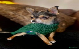 Chihuahua dogs for stud: For Stud only - Image 3