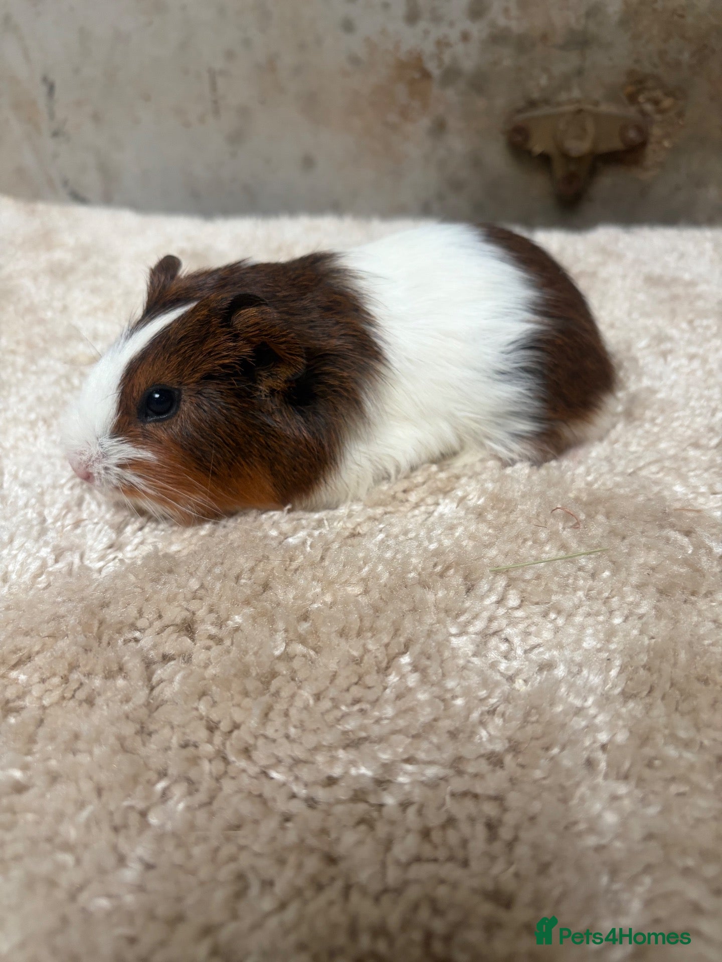Guinea Pig rodents Baby Guinea pigs - Advert 1
