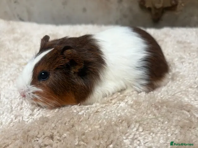 Guinea Pig rodents Baby Guinea pigs - Advert 6