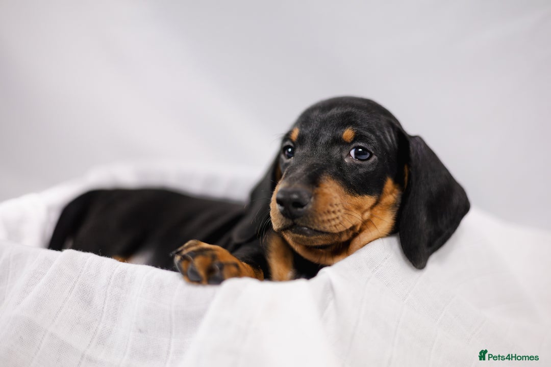 Dachshund dogs for sale: Standard champion bred dachshunds  - Image 11