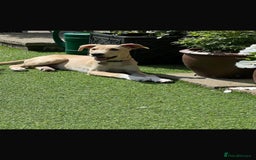 Mixed Breed dogs for adoption: Beautiful Blanca - Image 4