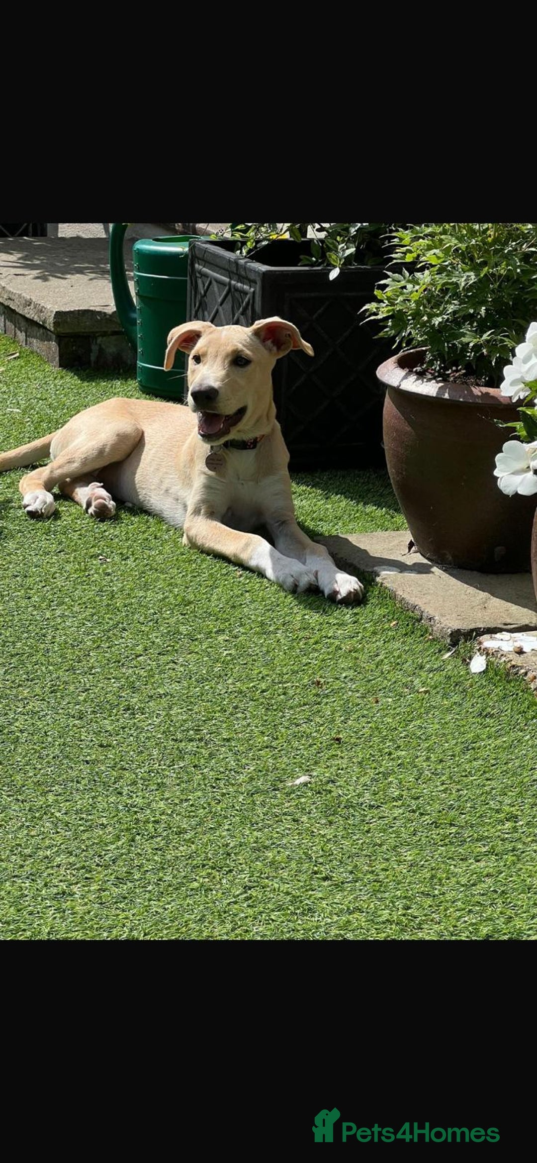 Mixed Breed dogs for adoption: Beautiful Blanca - Image 4