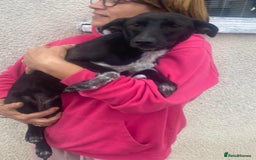 Mixed Breed dogs for adoption: Meet KATIA, a Gentle Little Girl for a Loving Home - Image 15