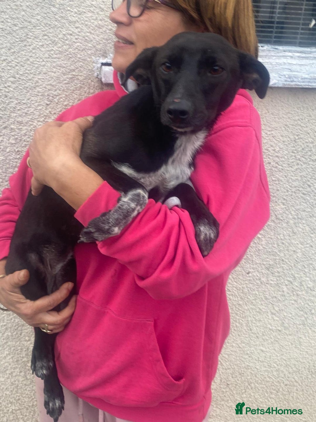 Mixed Breed dogs for adoption: Meet KATIA, a Gentle Little Girl for a Loving Home - Image 15