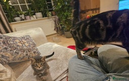 Mixed Breed cats for sale: Free kitten - Image 5