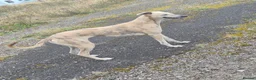 Lurcher dogs for sale: 2 lurcher  in Workington - Advert 2
