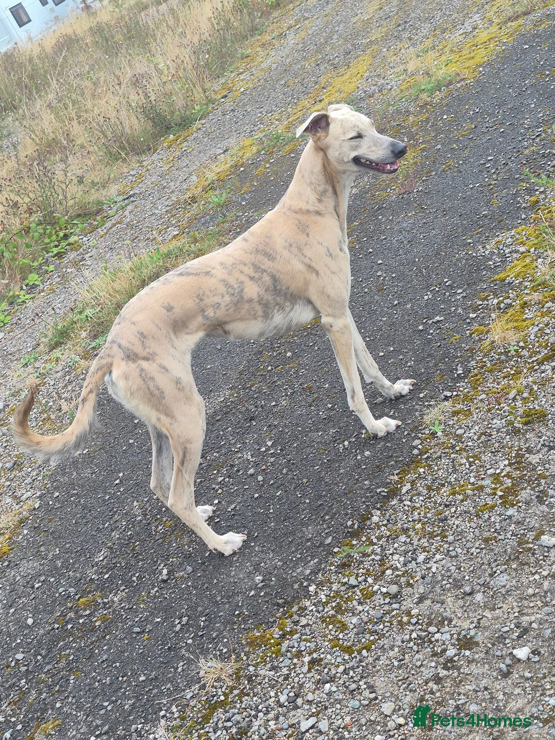 Lurcher dogs for sale: 2 lurcher  in Workington - Advert 2
