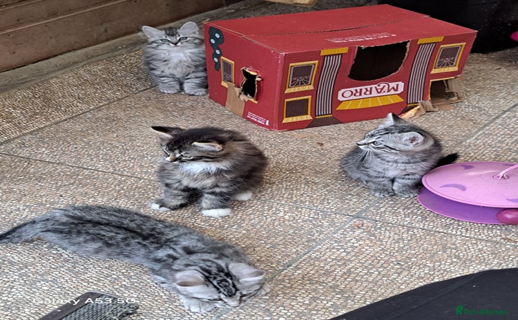 Siberian cats - Advert 4