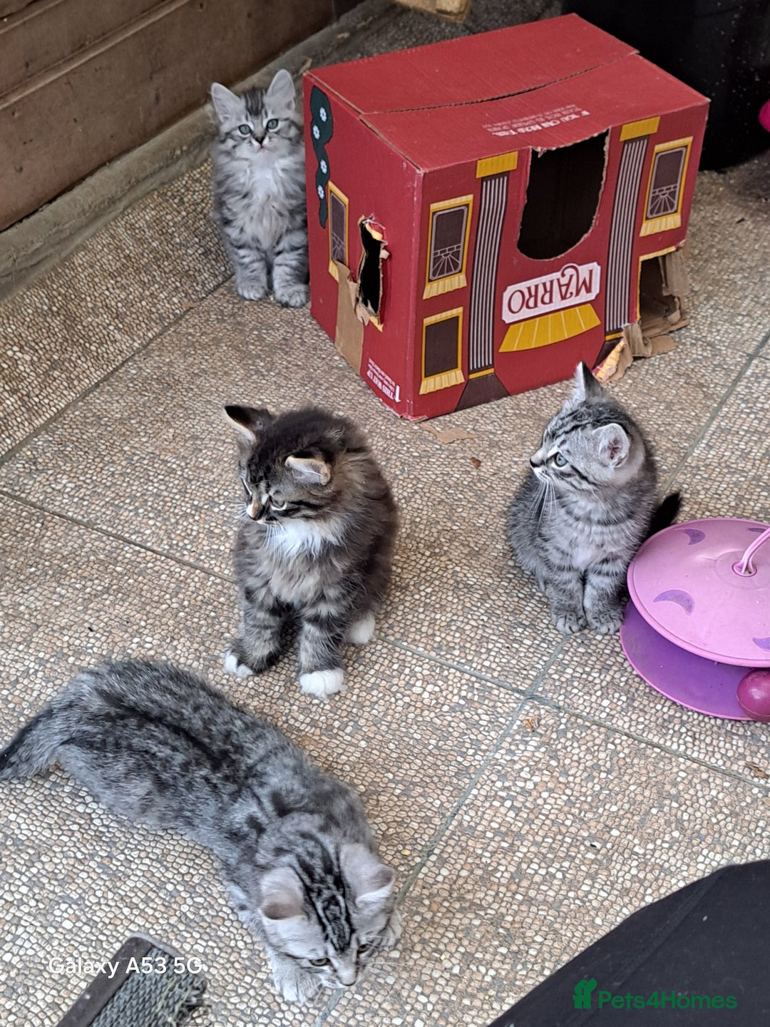 Siberian cats for sale: Stunning litter of Siberian x kittens - Image 1
