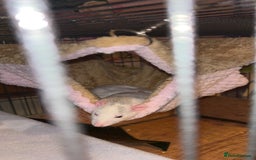 Rat rodents for sale: 2 female dumbo rats for sale  - Image 2