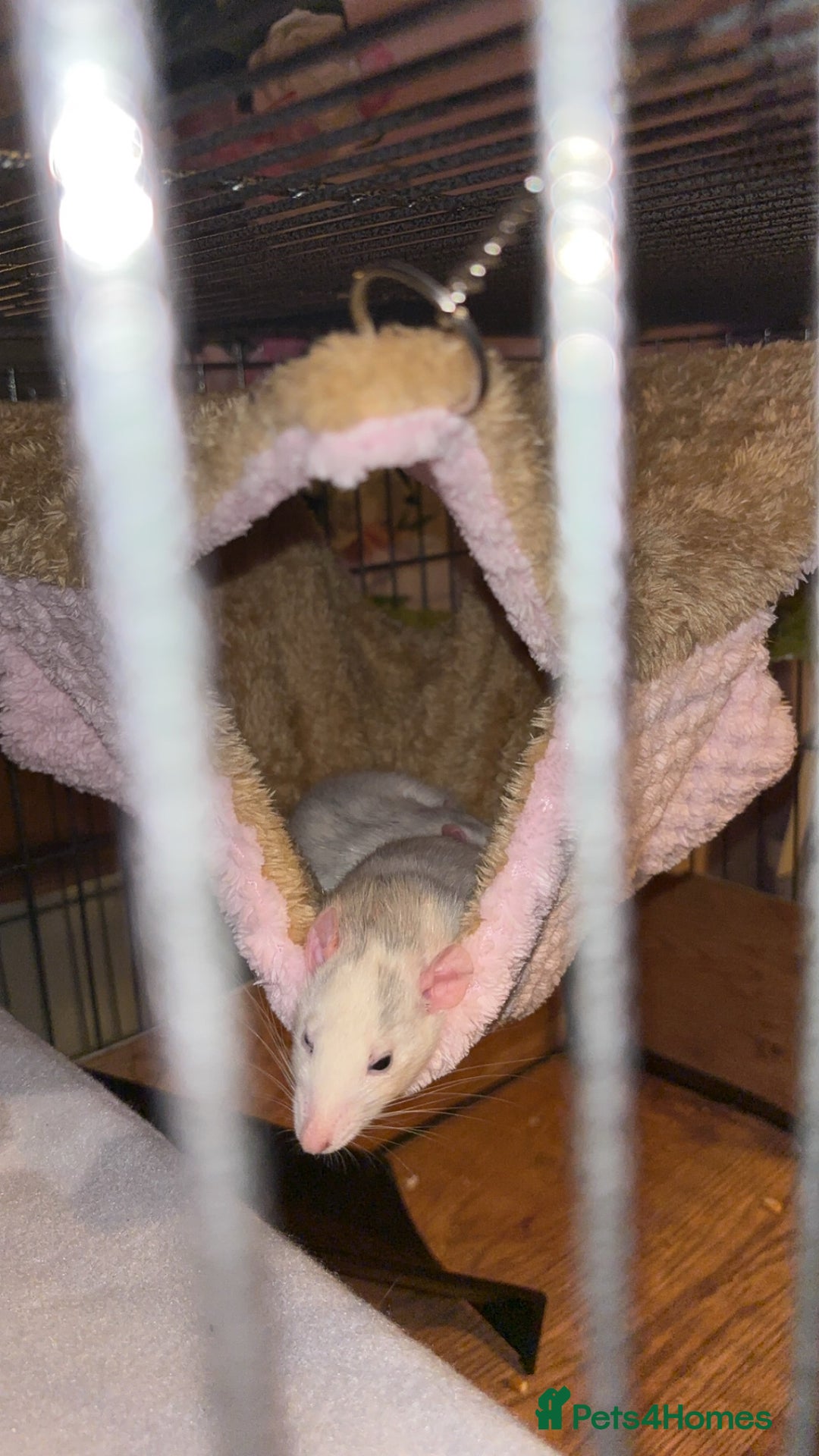 Rat rodents for sale: 2 female dumbo rats for sale  - Image 2