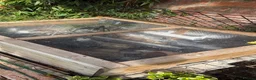 Hermann Tortoise reptiles for sale: Herman’s tortoise female 5 years old  in Shrewsbury - Advert 9