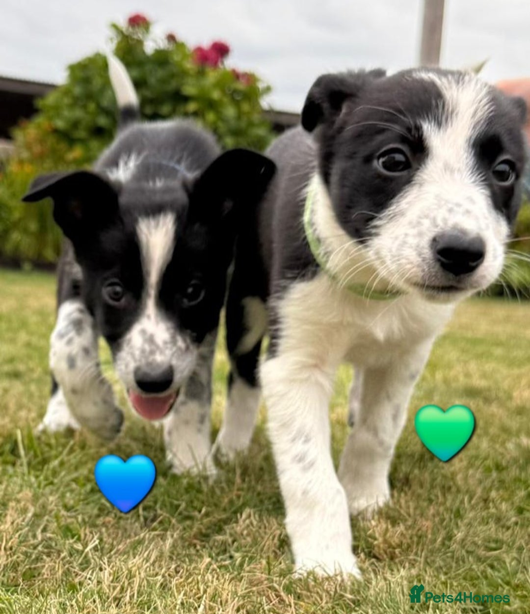 Border Collie dogs for sale: Border Collie Puppies for sale - Image 9