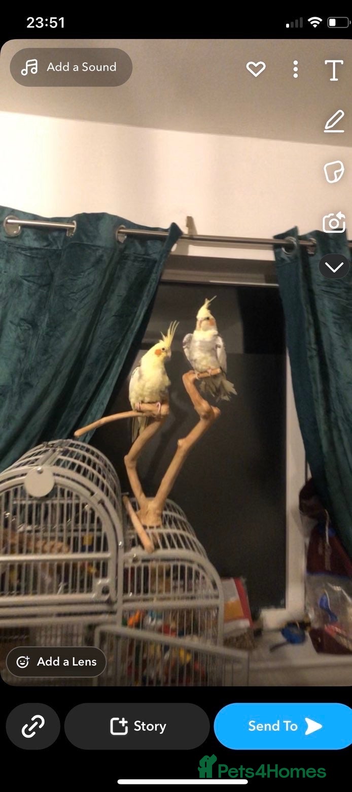 Cockatiels birds 1 pair of breeding cockatiels  - Advert 1