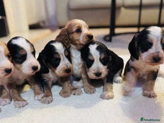 Cocker Spaniel dogs 6 Cocker Spaniel puppies for sale 🐶 - Advert 3