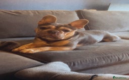 French Bulldog dogs for sale: Stunning Home Reared Frenchies  - Image 4