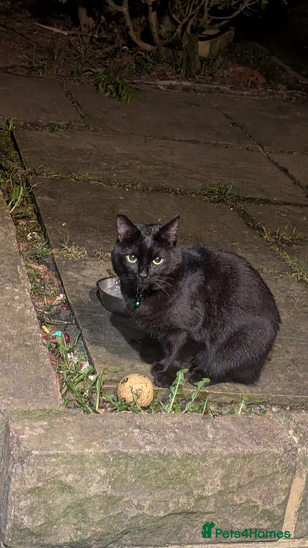 Mixed Breed cats for sale: Black Cat 1yo - Advert 5