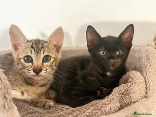 Savannah cats Stunning F3 Savannahs - Advert 1