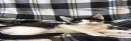 Mixed Breed cats for sale: 5 Gorgeous Kittens - Advert 14