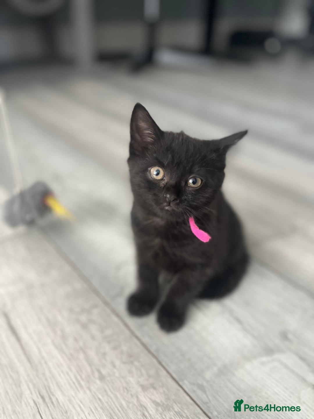 Domestic Shorthair cats for sale: Cute kittens looking for loving homes - Image 5