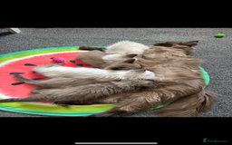 Ragdoll cats for sale: Beautiful Tica registered Ragdoll’s  - Image 15