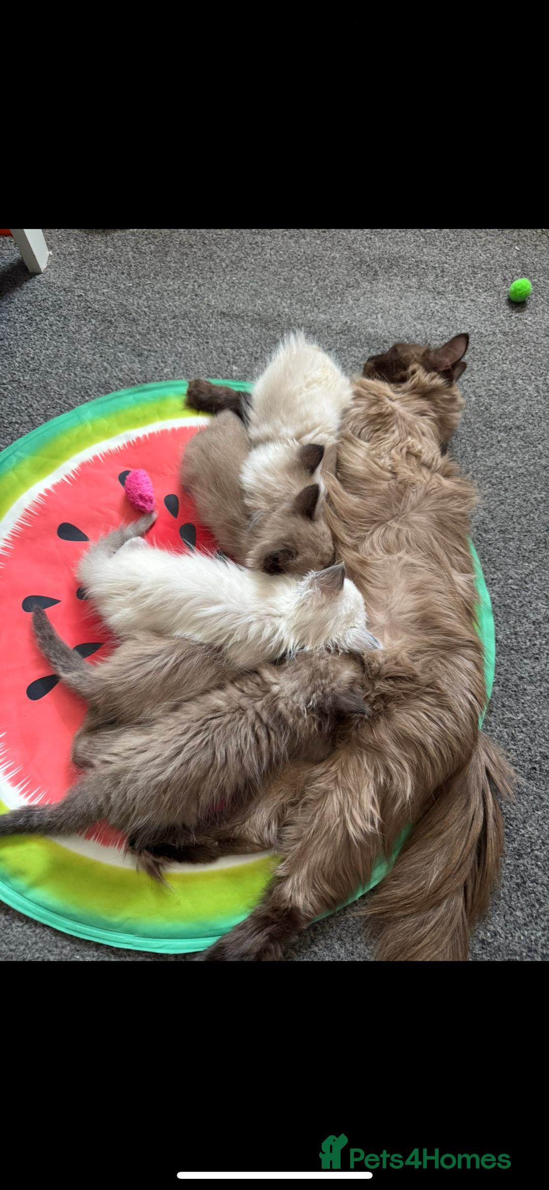 Ragdoll cats for sale: Beautiful Tica registered Ragdoll’s  - Image 15
