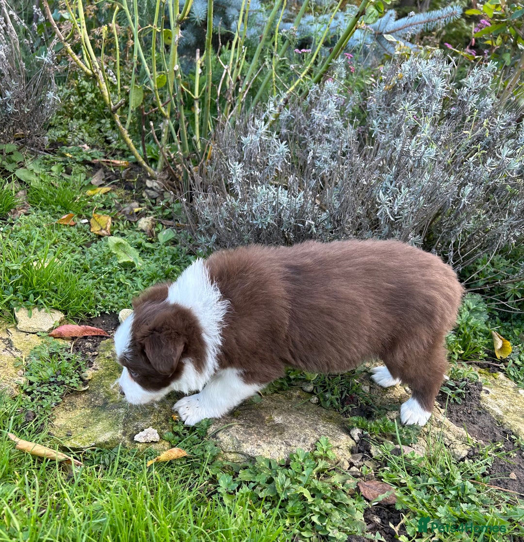 Border Collie dogs for sale: ABSOLUTELY GORGEOUS BORDER COLLIE PUPS - Image 16