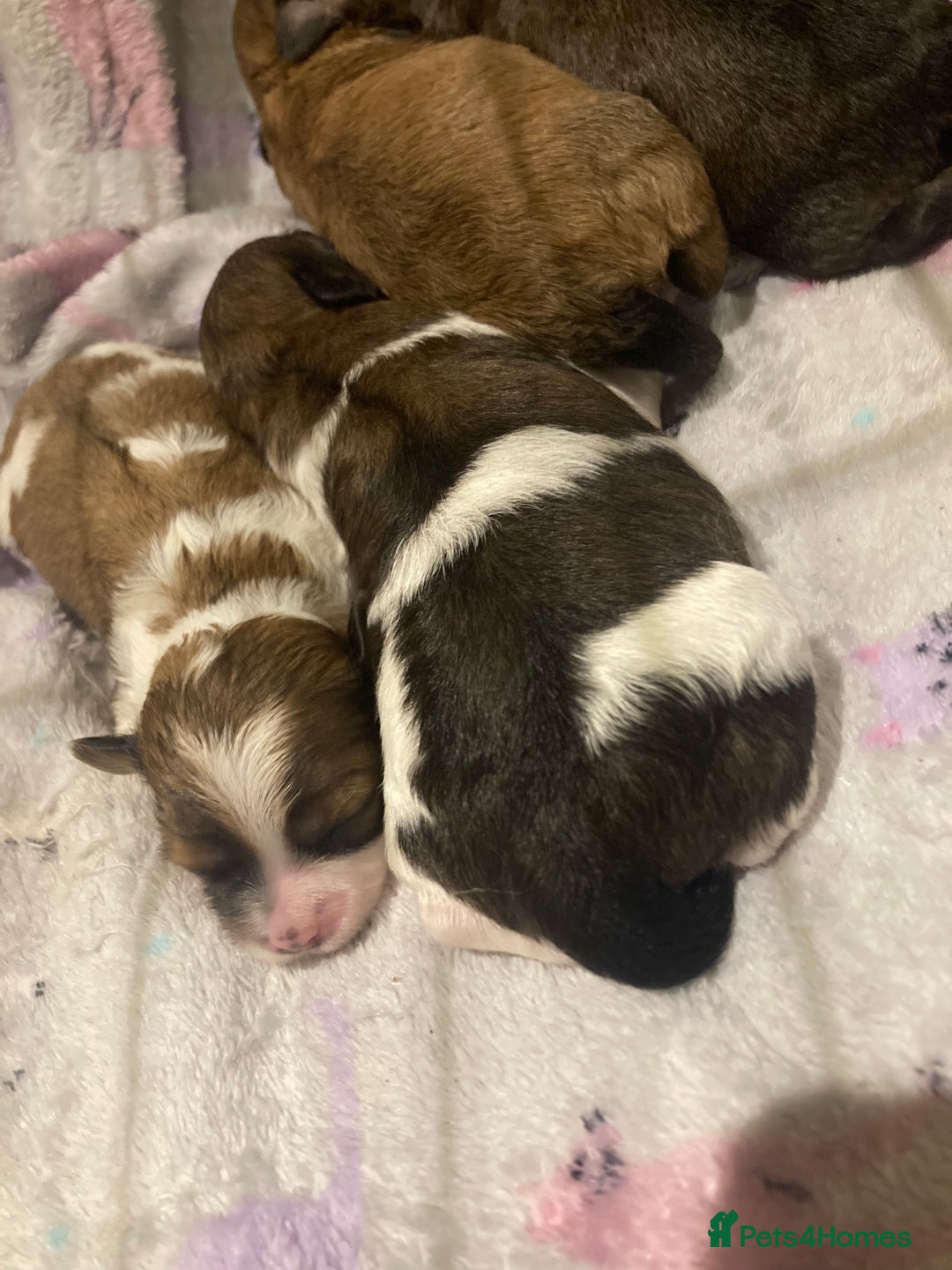 Shihpoo dogs for sale: Imperial Toy shihpoo puppies  - Image 5