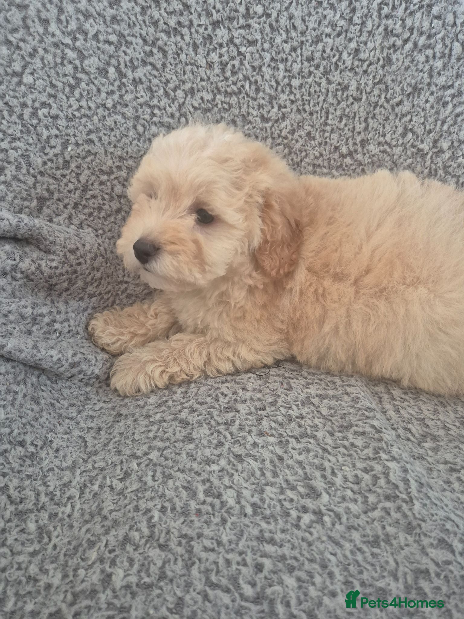 Maltipoo dogs Stunning F1 multipoo puppies - Advert 9