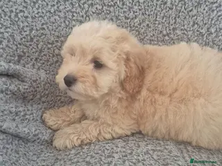 Maltipoo dogs Stunning F1 multipoo puppies - Advert 9