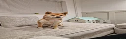 Japanese Shiba Inu dogs for sale: Beautiful Japanese Shiba Inu dog to rehome in Stockport - Advert 8